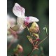 Bach Flower Remedies for Animals - Impatiens